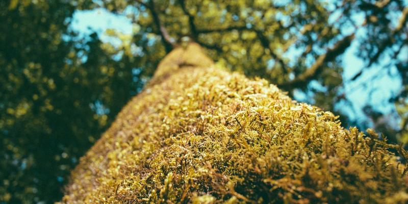 全面质量管理（TQM）如何重塑服务行业：驱动品牌定位与市场增长的战略引擎