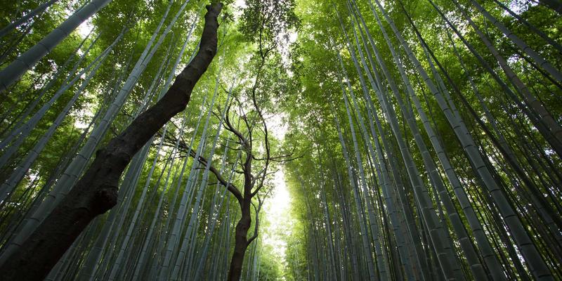 数据驱动决策：企业管理与品牌咨询如何实现市场增长